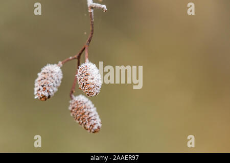 Weibliche Erle Palmkätzchen abgedeckt in Frost mit einem leeren Hintergrund. Stockfoto