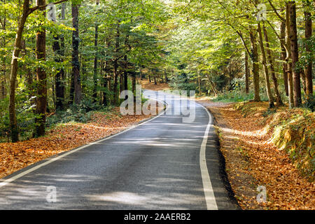 Kurvige asphaltierte Straße biegen in Wald im Herbst Saison. Blätter im Herbst zwischen Straße und die Bäume. Sonnenlicht, das durch Bäume. Stockfoto