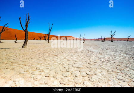 Tote Camelthorn Bäume gegen die roten Dünen und blauer Himmel in Deadvlei, Sossusvlei. Namib-Naukluft-Nationalpark, Namibia, Afrika Stockfoto