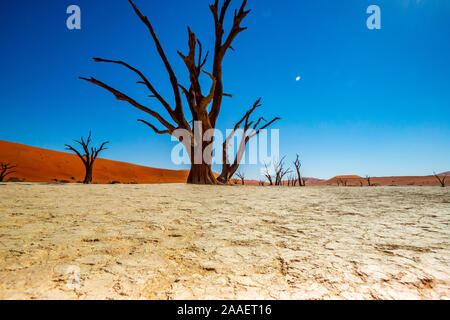Tote Camelthorn Bäume gegen die roten Dünen und blauer Himmel in Deadvlei, Sossusvlei. Namib-Naukluft-Nationalpark, Namibia, Afrika Stockfoto