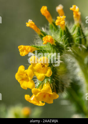 Fiddleneck (cynoglossum menziesii), Usery Mountain Regional Park, Mesa, Arizona. Stockfoto