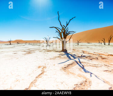 Tote Camelthorn Bäume gegen die roten Dünen und blauer Himmel in Deadvlei, Sossusvlei. Namib-Naukluft-Nationalpark, Namibia, Afrika Stockfoto