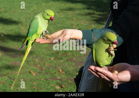 Ring necked parakeet werden von Hand mit Erdnüssen in Hyde Park, London, UK zugeführt. Diese wilde, nicht heimischen Arten sammelt im Park von Touristen gefüttert werden. Stockfoto