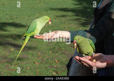 Zwei ring necked Sittiche, mit Erdnüssen in Hyde Park, London, UK zugeführt. Diese wilde, nicht heimischen Arten sammelt im Park von Touristen gefüttert werden. Stockfoto