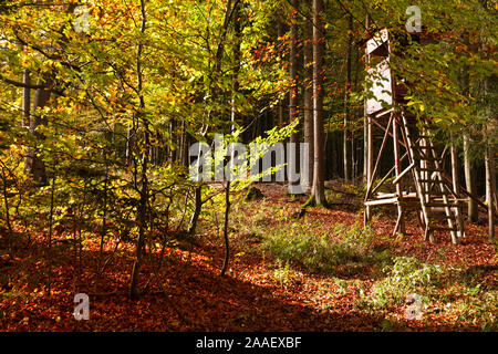 Hohen Sitz im herbstlichen Laubwald Stockfoto