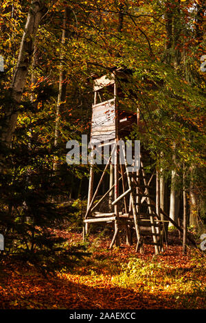 Hohen Sitz im herbstlichen Laubwald Stockfoto