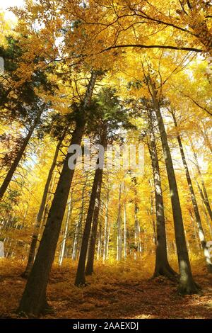 Autumn beech forest lit by the morning sun. Stockfoto