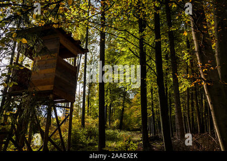 Hohen Sitz im herbstlichen Laubwald Stockfoto