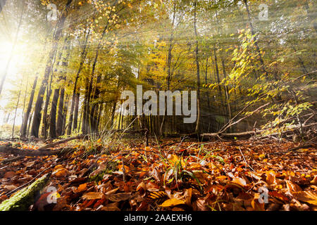 Lichtstrahlen im herbstlichen Laubwald Stockfoto