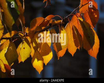 Sonnenschein, der durch orange & gelbe Herbstblätter auf einem Kirschbaum-Ast scheint Stockfoto