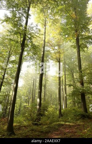 Blick auf den frühen Herbst Buche Wald im Nebel. Stockfoto