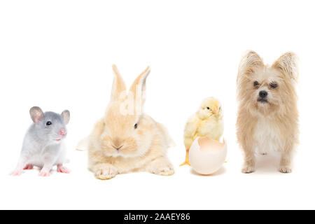 Hund Huhn an Ratten und Kaninchen auf weißem Hintergrund, Tiere auf isolierten weißen Hintergrund Stockfoto