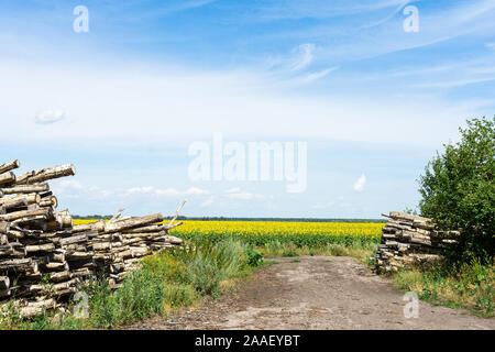 Holzindustrie. Cut Baumstämme im Wald Gürtel, Logs im Feld mit Sonnenblumen Stockfoto