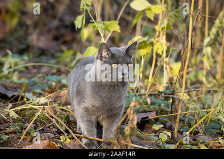 Schöne Russisch Blau Katze Spaziergänge im Park Stockfoto