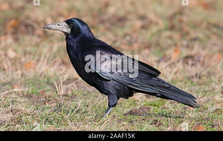 Rook (Corvus frugilegus) steht auf Gras im Sonnenlicht mit glänzenden Federn und Augenkontakt Stockfoto