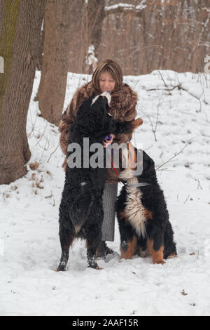 Reife Frau in Winter Park spielt mit Berner Sennenhunde Stockfoto