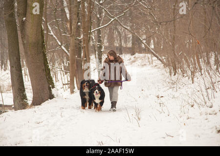 Reife Frau im Winter Park mit zwei Berner Sennenhunde Stockfoto