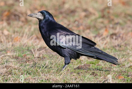 Rook (Corvus frugilegus) steht auf Gras im Sonnenlicht mit glänzenden Federn und Augenkontakt Stockfoto