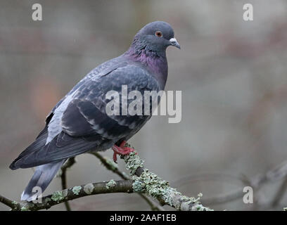 Haustaube, Columba livia domestica auf Ast sitzend Stockfoto