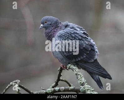 Haustaube, Columba livia domestica auf Ast sitzend Stockfoto