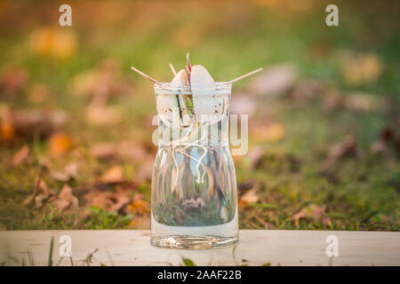 Avocado sprießen wächst aus den Samen in ein Glas Wasser. Eine lebende Pflanze mit Blättern, dem Beginn des Lebens auf einer hölzernen Flugzeug außerhalb. Stockfoto