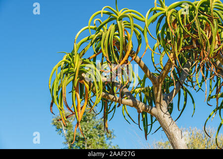 Tropische Bäume im Garten. Aloe barberae, oder Baum Aloe, sukkulente Pflanze, langsam wachsenden Baum, heimisch in Südafrika Stockfoto