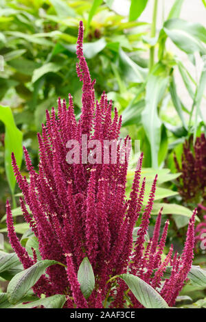 Rote Türme von Amaranth Blumen im Ziergarten der Hendrie Park Royal Botanical Gardens Burlington Kanada Stockfoto