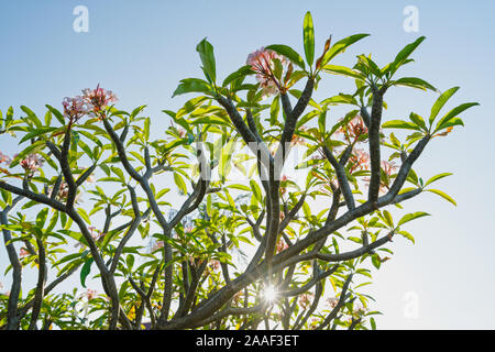 Tropische Bäume im Garten. Mexikanische Plumeria Bäumen in voller Blüte Stockfoto
