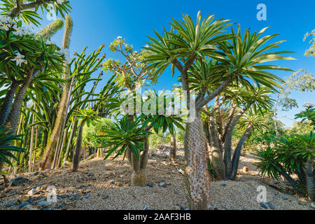 Tropische Bäume im Garten. Madagaskar Palm, blühende Pflanze, ein Mitglied der Sukkulenten und Kakteen Familie Stockfoto