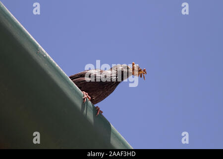 Europäische blackbird mit seinem Strand voller Würmer beim Panieren würzen Stockfoto