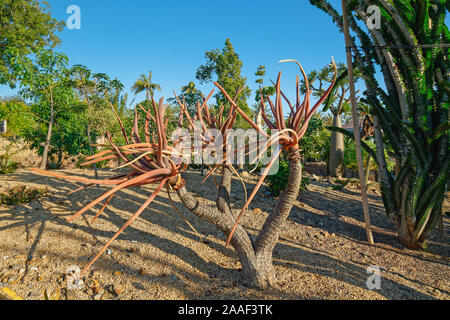 Tropische Bäume im Garten. Aloe suzannae, Indigene im Süden von Madagaskar Stockfoto