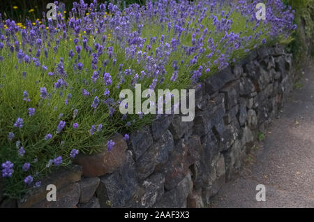 Lavendel - Lavandula angustifolia auf einem Garten Wand gefüllt mit Boden - bekannt als Ein kornisches Hedge wachsende Stockfoto