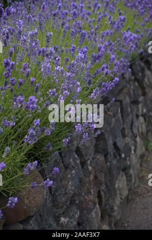 Lavendel - Lavandula angustifolia auf einem Garten Wand gefüllt mit Boden - bekannt als Ein kornisches Hedge wachsende Stockfoto