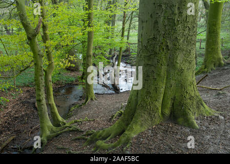 Wald im Fruehling, Dammer Berge Stockfoto