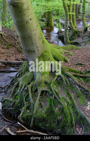 Wurzeln eines Baumes, Dammer Berge Stockfoto