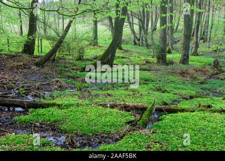 Wald im Fruehling, Dammer Berge Stockfoto