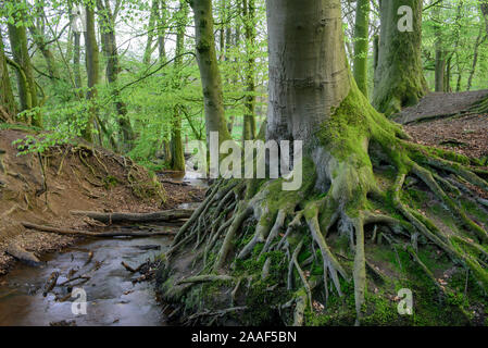 Wurzeln eines Baumes, Dammer Berge Stockfoto