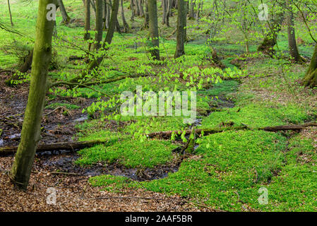 Wald im Fruehling, Dammer Berge Stockfoto