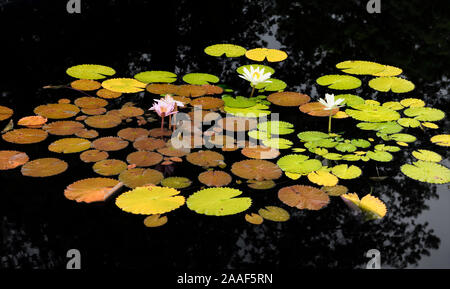 Weiß und rosa Lotus Blumen in dunklen Reflecting Pool an hendrie Park Royal Botanical Gardens Burlington Ontario Kanada Stockfoto