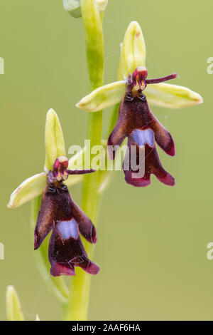 Orchidee, Fliegen-Ragwurz, Ophrys insectifera, Stockfoto