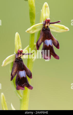 Orchidee, Fliegen-Ragwurz, Ophrys insectifera, Stockfoto