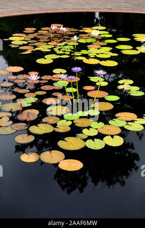 Helle foating Lotus Blätter und Blüten auf dunklen pool Hendrie Park Royal Botanical Gardens Burlington Ontario Kanada Stockfoto