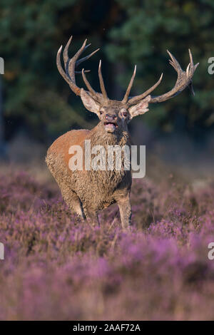 Rothirsch, Cervus elaphus Stockfoto