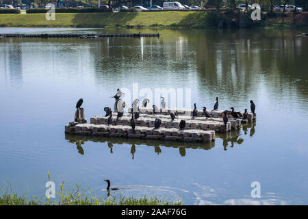 Szenen aus dem Ibirapuera Park in der Stadt São Paulo, Brasilien Stockfoto