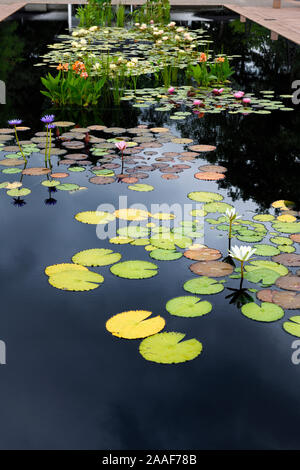 Lotus Blumen und andere Pflanzen in dunklen Reflecting Pool an hendrie Park Royal Botanical Gardens Burlington Ontario Kanada Stockfoto