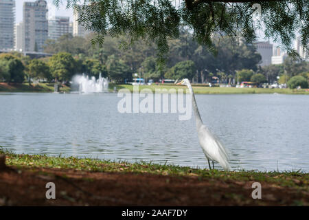 Szenen aus dem Ibirapuera Park in der Stadt São Paulo, Brasilien Stockfoto