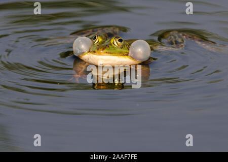 Wasserfrosch, Teichfrosch, Rana esculenta, Pelophylax seculentus, Stockfoto