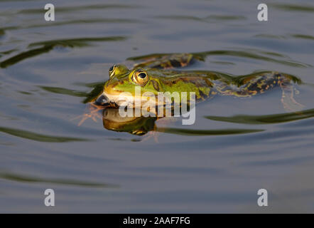 Wasserfrosch, Teichfrosch, Rana esculenta, Pelophylax seculentus, Stockfoto
