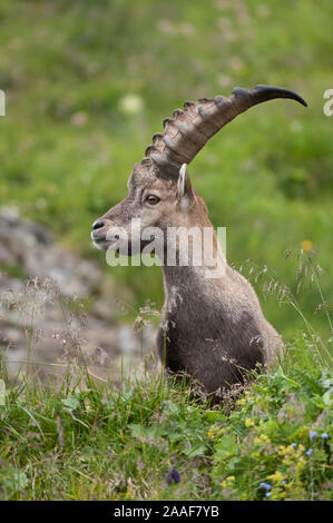 Steinbock in den Alpen Stockfoto