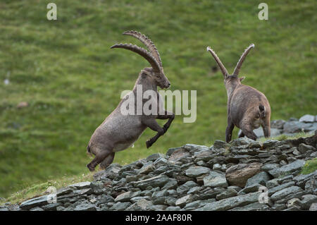 Steinbock in den Alpen Stockfoto